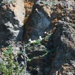 A bird sitting on top of a tree in front of some rocks.