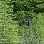 A bear is standing in the trees and bushes.