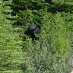 A black bear is walking through the trees.