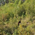 A bear is walking through the trees in the woods.