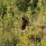 A bear is walking through the brush.