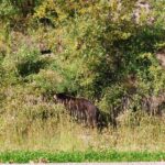 A bear is walking through the grass near trees.