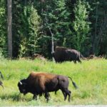 A herd of bison grazing in the grass.