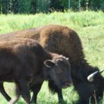 Two bison grazing in a field of grass.