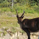 A large deer with horns walking on the grass.