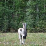 A horse standing in the grass near some trees.