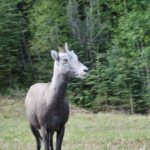 A goat standing in the grass near trees.